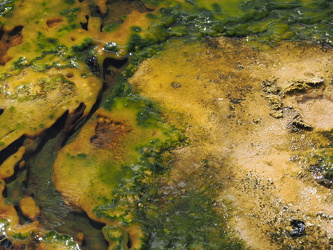 Bunte Organismen am Upper Geyser Basin
