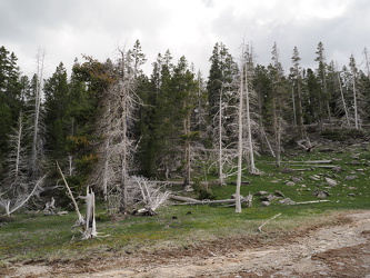 Abgestorbene Bäumer am Upper Geyser Basin