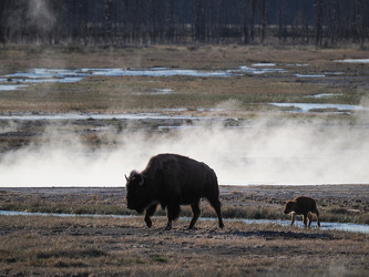 Bison mit Kalb - Firehole Lake Drive