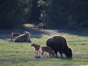 Bisonherde - Firehole Lake Drive