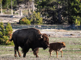 Bison mit Kalb - Firehole Lake Drive