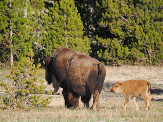Bison mit Kalb - Firehole Lake Drive