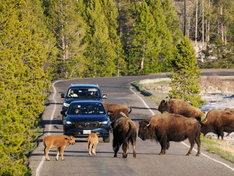 Bisonherde auf dem Firehole Lake Drive