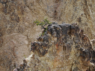 Einzelner Baum am North Rim Trail 