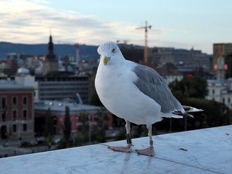 Opernhaus Oslo - Möwe