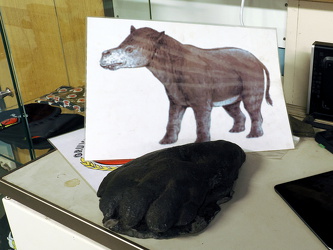 60 Millionen alte Spur eines Pantodont