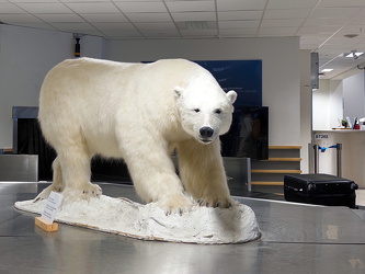 Am Gepäckband wartet ein Eisbär