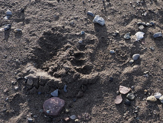 Eisbärspur am Strand