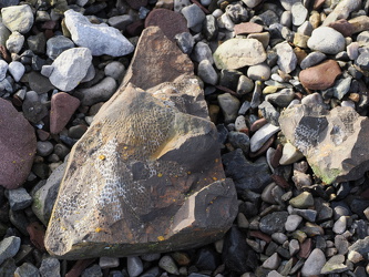 Fossilien am Strand