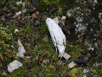 verwitterter Eisbärzahn