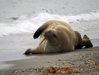 Schnell mal ins Wasser rollen 