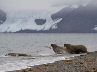 Kommt, wir gehen baden