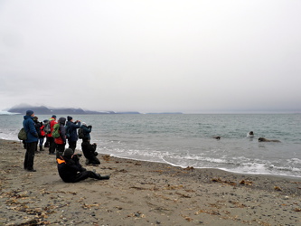 Wir beobachten die Walrosse