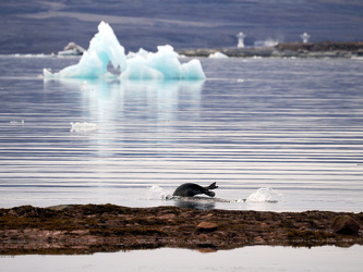 Seehund - schnell abtauchen!