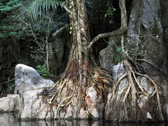 Bäume am Ufer des Mirror Lake