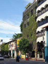 Rankpflanzen an einer Fassade