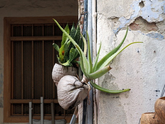 Kokusnuss-Blumentöpfe