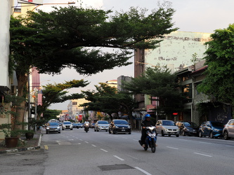 Bäume am Straßenrand