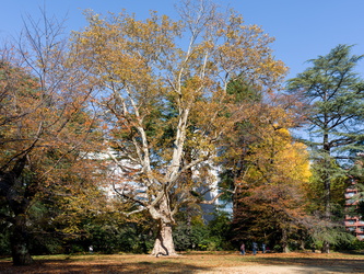 Shinjuku Gyoen Park