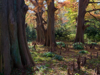 Shinjuku Gyoen Park