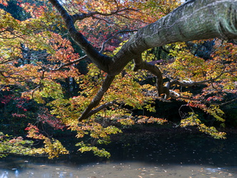 Shinjuku Gyoen Park