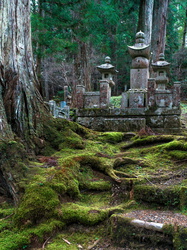 Gräber im Wald unter alten Zedern
