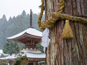 Seile an alter Zeder und Pagode