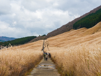 Sengokuhara Pampas Grass Field