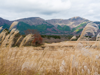 Sengokuhara Pampas Grass Field