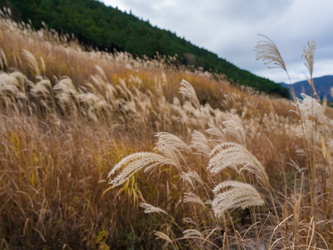 Sengokuhara Pampas Grass Field
