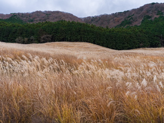 Sengokuhara Pampas Grass Field