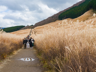 Sengokuhara Pampas Grass Field