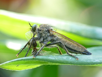 Raubfliege mit Beute